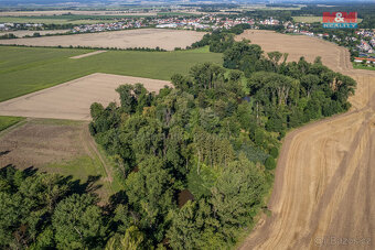 Prodej lesa, 2252 m², Horka nad Moravou - 7