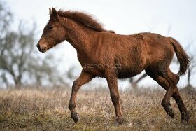 Lusitano PSL klisna s pp přímo od chovatele - 7