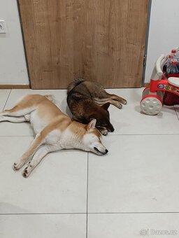 Shiba s PP fena Benihime 1 rok sezam - 7