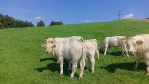 Jalovice Charolais - 7