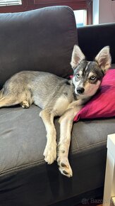 Alaskan Klee kai (mini  husky) s PP - 7