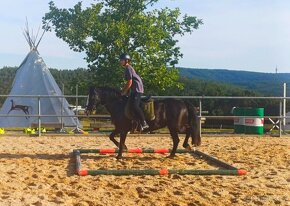 Kobyla welsh cob 12 let, kvh 147 cm - 7