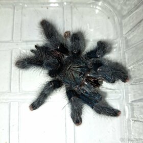 Avicularia, Caribena aj. - 7