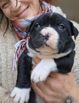 American bully standart - 7