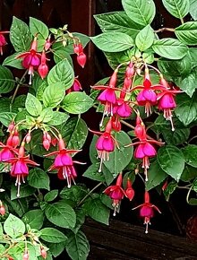 Fuchsie, balkonové rostliny,stromkové Fuchsie keře,stromky - 7