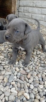 Cane corso šteniatka - 7