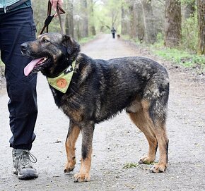 EBONG K ADOPCI - 2,5 ROKU,KONTAKTNÍ,CHYTRÝ,UČENLIVÝ - 7