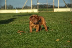 Dogue de Bordeaux, Bordeauxska doga, Bordo doga - 7