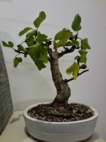 Bonsai Ficus Carica - 7