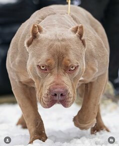 AMERICAN BULLY Xl/XXL - 7