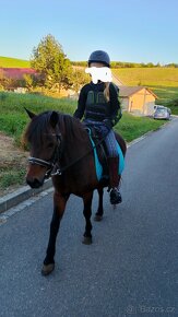 Prodám pony klisnu - 7