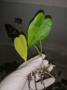 Alocasia Gaganea aurea - 7