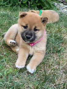 Shiba inu - 7