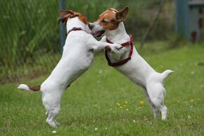 Jack Russel teriér-hladkosrstý - 7