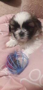 SHIH TZU, úžasná štěňátka bez PP, - 7