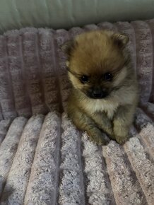 Pomeranian / trpasličí špic - 7