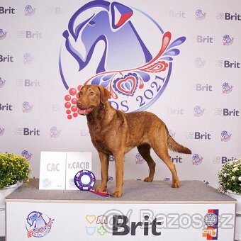 Štěňata Chesapeake Bay Retriever - 7