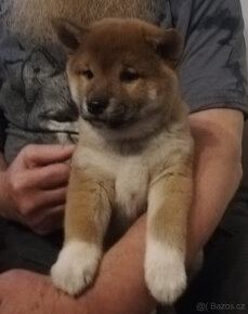 Štěňata Shiba inu s PP (FCI/ČMKU) - 7