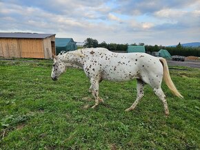 Klisna Appaloosa 8 let - 7