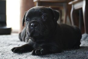 Szczeniaki Rasy Stafordshire Bull Terrier z Rodowodem ZKwP - 7