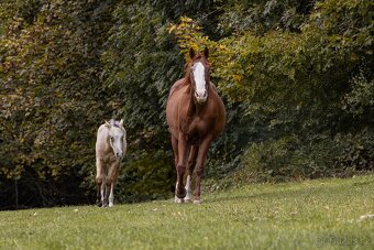 Prodej hřebečka QH - 7