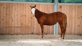 Dvouletá splash Quarter Horse klisna, nominována na Futurity - 7