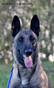 Belgický ovčák malinois - 7