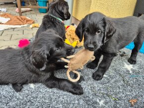 Štěně Flat Coated Retriever-láskyplný retrivr - 7