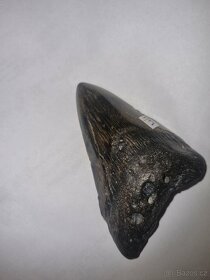 Zub prehistorického megalodonu, 9cm - 7