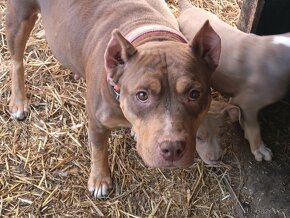 Tricolor staford  stafordšírský teriér amstaff - 7