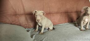 Americký pitbulterier pitbul pitbull silver fawn - 7