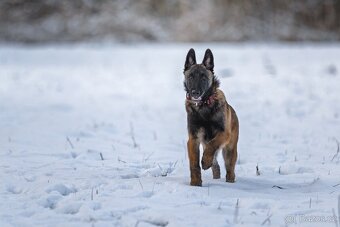 Belgický ovčák - Malinois - 7