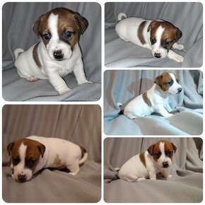 Jack russell terier - bez PP - 7