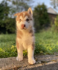 Sibiřský husky - štěňátka s PP - 7