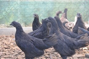 Kohouti Ayam Cemani - 7