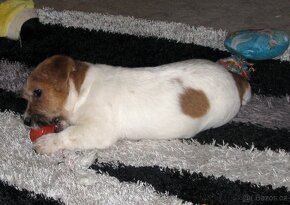 Jack Russell teriér – 3měsíční štěně-pejsek s PP k odběru - 7