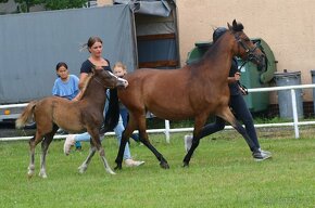 Klisnička Welsh pony, sekce B na prodej - 7