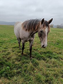 Vyjímečná klisna Quarter Horse na prodej - 7