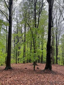 Prodej lesního pozemku k.ú.Kozlovice okr. Frýdek Místek - 7