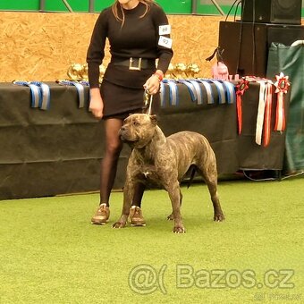 American bully xl xxl - 7