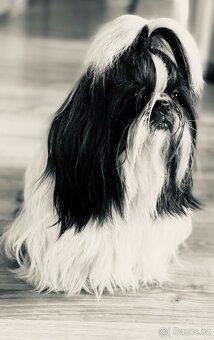 Shihtzu s PP - 7