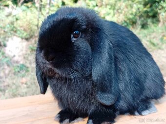 Kouzelná Miminka  - Anglický Zakrslý Beránek MiniLop - 7