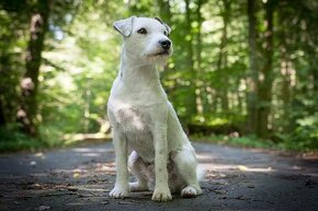 Parson Russell Terrier - 7