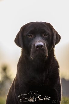 Labradorský retrívr - hnědá štěňátka s PP - 7