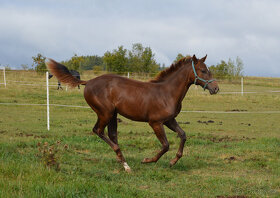 Připouštění Qh hřebcem Silver Black Harry - 7