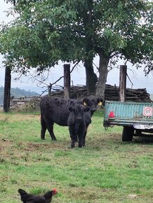 Kříženec highland a Angus - 7