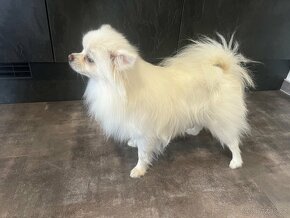 Pomeranian Maya - 7