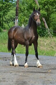 Welsh cob kobylka - 7