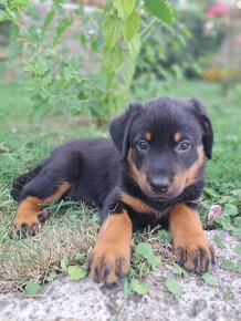 Beauceron - přijímáme rezervace na štěňata s PP - 7