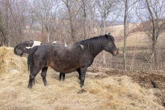 Huculská klisna, hucul, pony, malý kůň - 7